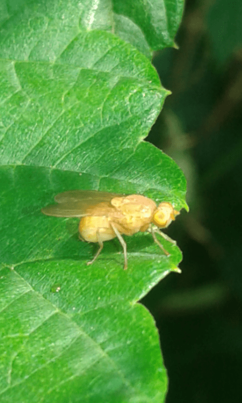 Lauxaniidae?  Forse...